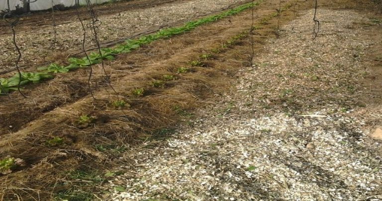 utilisation de paillis sur le sol pour l'eau