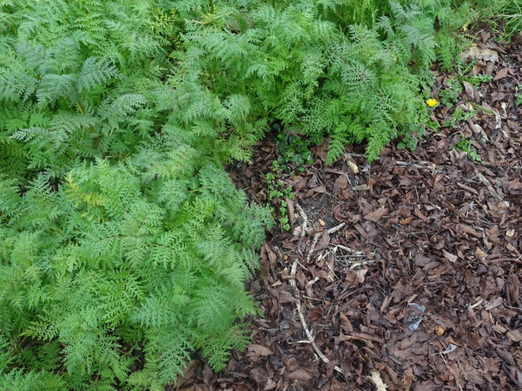 engrais vert se situant sur le sol