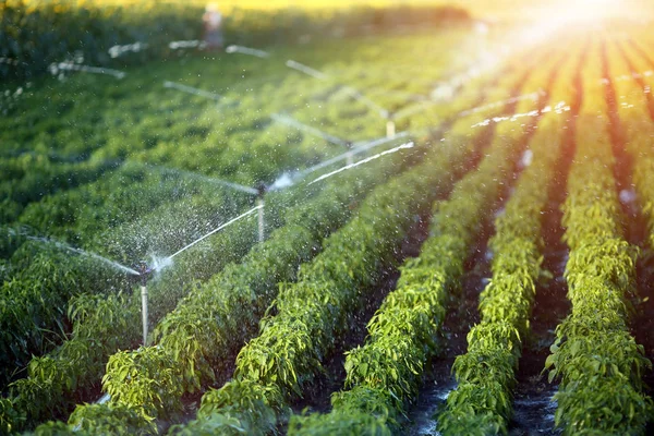 irrigation de précision sur un champs avec de la projection d'eau