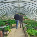 maraîchage français